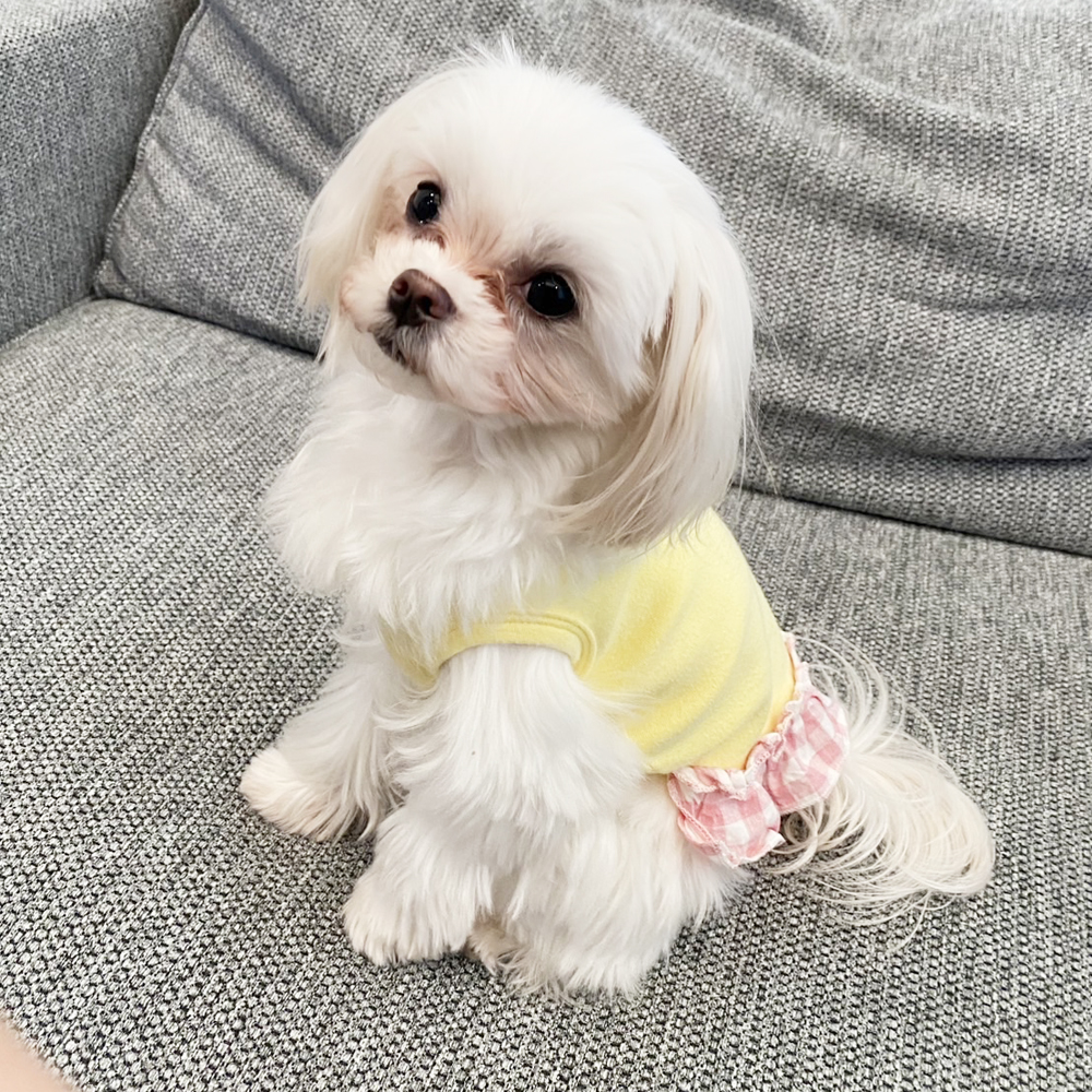 卒業犬イーブイちゃんのファッションショー♪